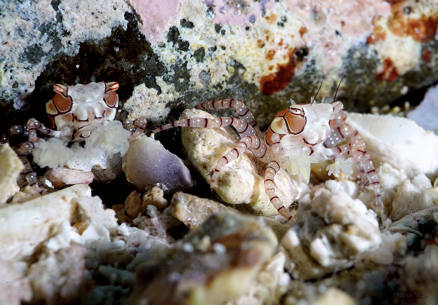 Banda Sea 2018 - DSC05960_rc - Mosaic boxer crab - Crabe boxer a mosaique - Lybia tessela.jpg